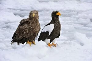 Images Dated 29th February 2008: Steller's Sea Eagle with White-tailed Eagle (Haliaeetus)