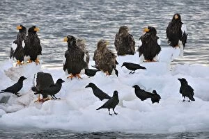 Images Dated 29th February 2008: Steller's Sea Eagle with White-tailed Eagles (Haliaeetus)