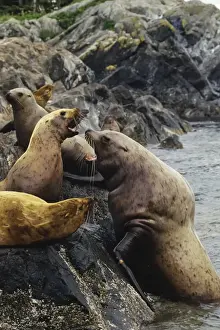Eumetopias Jubata Prints: Steller's Sea Lions or Northern Sea Lions - bull hauling out on rocks meeting some resistance