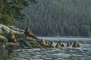 Sea Lions Prints: Steller's Sea Lions or Northern Sea Lions hauled out on small island off the mouth of the Stikine River