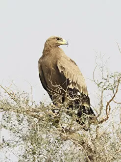 Images Dated 31st May 2020: Steppe Eagle Aquila nipalensis Rajasthan, India BI031910 Date: 21-Feb-20