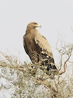 Steppe Eagle Aquila nipalensis Rajasthan, India BI031910 Date: 21-Feb-20 Steppe Eagle Aquila nipalensis Rajasthan, India BI031910 Date: 21-Feb-20