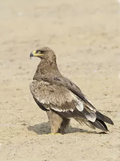 Images Dated 31st May 2020: Steppe Eagle Aquila nipalensis Rajasthan, India BI031913 Date: 21-Feb-20