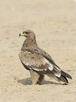 Steppe Eagle Aquila nipalensis Rajasthan, India BI031913