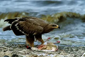 Steppe Eagle eating Lesser Flamingo (Phoenicopterus minor). Lake Bogaria - Kenya - Africa