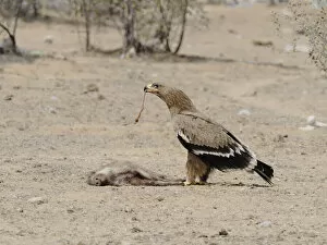 Images Dated 31st May 2020: Steppe Eagle - feeding on dead pig Aquila nipalensis Rajasthan, India BI031936 Date: 21-Feb-20