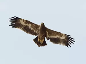 Images Dated 31st May 2020: Steppe Eagle - in flight Aquila nipalensis Rajasthan, India BI031876 Date: 21-Feb-20
