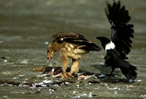 Steppe Eagle and Pied Crow (Corvus albus) feeding