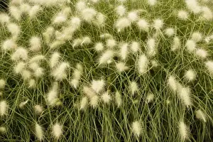 A steppe grass (Stipa papposa = Jarava plumosa). USA