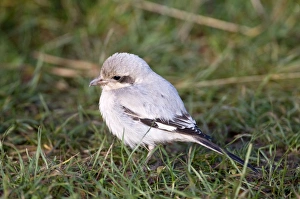 Images Dated 22nd November 2008: Steppe Grey Shrike - on ground - Lincolnshire - UK