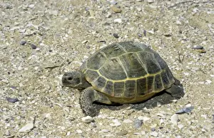 Steppe / Horsfield's Tortoise - desert - Caspian sea shore - near Krasnovodsk - Turkmenistan - April Tm31. 0463