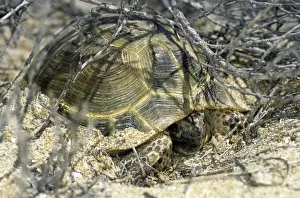 Slow Prints: Steppe / Horsfield's Tortoise - emerges from an overnight shelter under bushes - Caspian sea shore - Turkmenistan