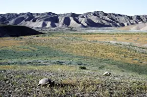 Hill Prints: Steppe / Horsfield's Tortoise's graze - near Karahoudan village - foothills of Kopetdag mountains
