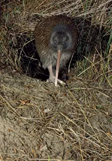 Kiwi Prints: Stewart Island Brown Kiwi - leaving burrow