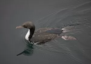 Images Dated 23rd January 2005: Stewart Island shag, just surfaced. Stewart Island, New Zealand. Endemic