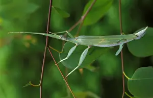 A stick insect