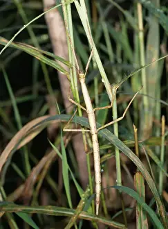 Stick Insect Madagascar