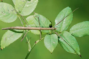 Images Dated 17th March 2009: Stick Insect PPG 534 Clonopsis gallica © Pascal Goetgheluck / ARDEA LONDON