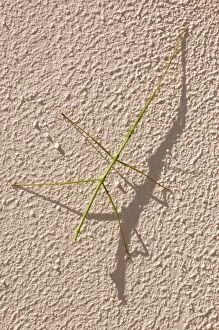 Stick insect at rest on wall during day