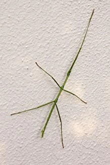 Images Dated 29th September 2005: Stick insect at rest on wall during day. Nocturnal herbivore relying on camouflage as protection