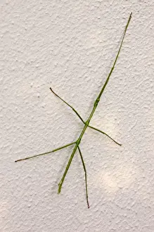 Stick Insects Prints: Stick insect at rest on wall during day