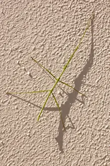 Stick insect at rest on wall during day. Nocturnal herbivore relying on camouflage as protection from predators during day. Eggs laid on ground. Grahamstown, Eastern Cape, South Africa. Bacillidae: Phasmatodea