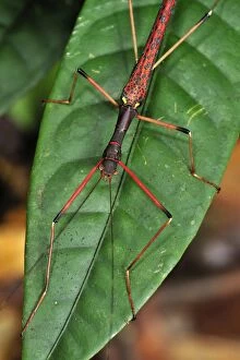 Images Dated 14th December 2008: stick insect / walking stick - Gunung Leuser National Park - Northern Sumatra - Indonesia