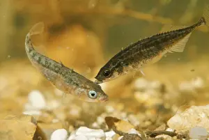 Stickleback Prints: Stickleback AEB 289 3 spined male