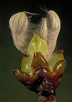 Images Dated 7th February 2005: Sticky buds (horse chesnut) opening in spring