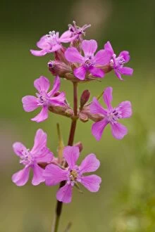 Images Dated 25th May 2007: Sticky catchfly