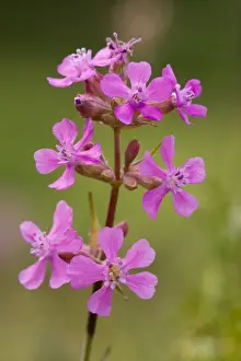 Garden Flower Prints: Sticky catchfly (Lychnis viscaria); very rare in UK, also grown and gardens. Sweden