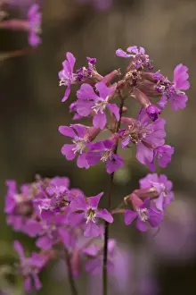Sticky catchfly (Lychnis viscaria); very rare in UK