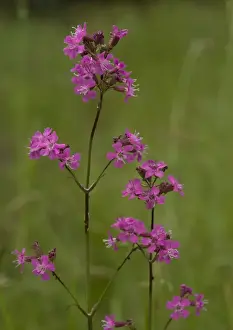 Catchflies Prints: Sticky catchfly. Rare in UK