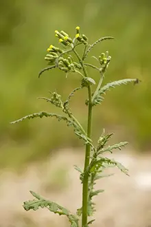 Sticky groundsel (Senecio viscosus). Hants
