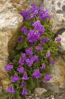 Blossom Prints: Sticky primrose - lovely clump at high altitude in Upper Engadine, Swiss Alps
