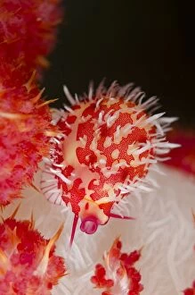 Images Dated 4th November 2014: Stigma Egg Cowrie camouflaged on soft coral Nudi