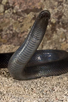 Viper Gallery: Stiletto Snake (Mole Viper) Atractaspis