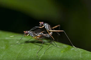 Stilt-legged Flies - pair mating on leaf; fly is