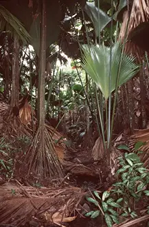 Stilt Palm Showing stilt roots