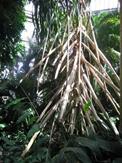 Stilt roots of Wandering Screw Pine