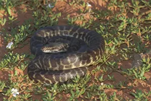 Stimson's Python. Also known as Large-blotched Python - Feeds on small mammals, birds, reptiles and frogs. They lay 5-19 eggs each season. They are preyed upon by some raptors