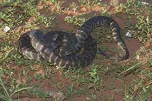 Stimson's Python. Also known as Large-blotched Python - Feeds on small mammals, birds, reptiles and frogs. They lay 5-19 eggs each season. They are preyed upon by some raptors