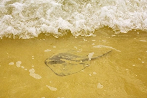 Images Dated 17th November 2007: Sting Ray (Dasyatis brevis) on sandy beach, Floreana, Galapagos. Part of shoal