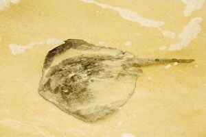 Images Dated 17th November 2007: Sting Ray (Dasyatis brevis) on sandy beach, Floreana, Galapagos. Part of shoal