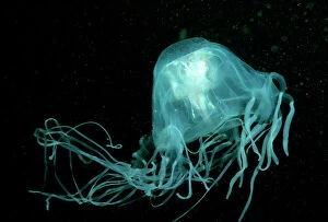 Stinging Box Jellyfish / Sea Wasp - Underwater