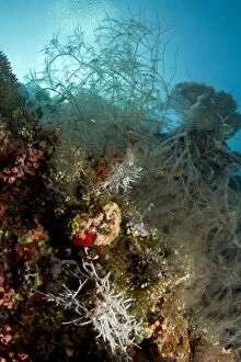 Images Dated 1st January 2012: Stinging Hydroid