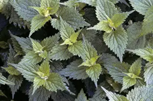 Nettle Prints: Stinging Nettle