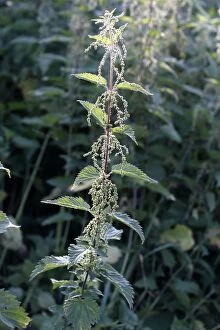 Images Dated 26th August 2007: Stinging Nettle - in flower