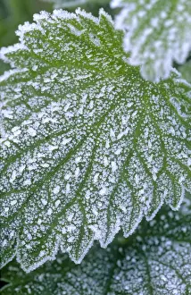 Stinging Nettle Leaves with covering of frost Norfolk UK