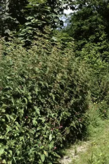 Footpath Prints: Stinging Nettles